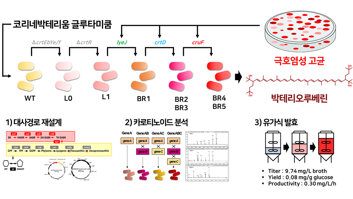 연구 모식도